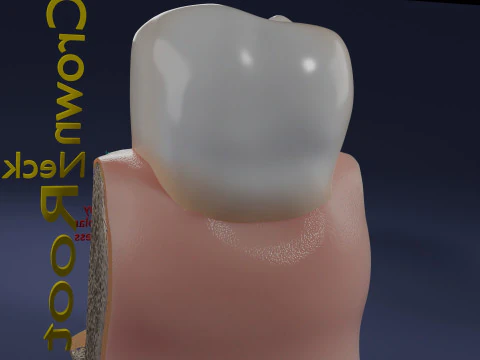Teeth schematic cut sectional labelled 3D Model