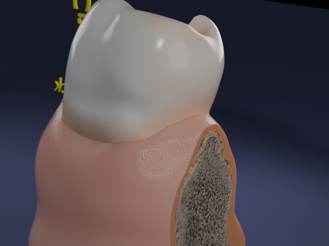Teeth schematic cut sectional labelled 3D Model