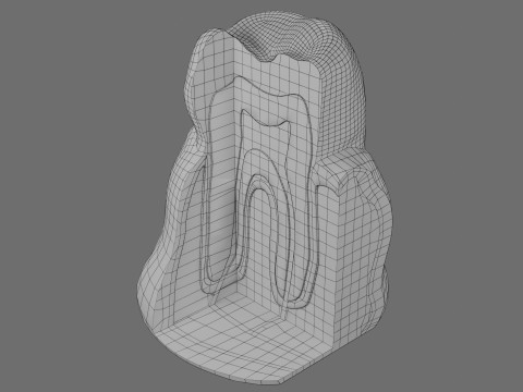 Teeth schematic cut sectional labelled 3D Model