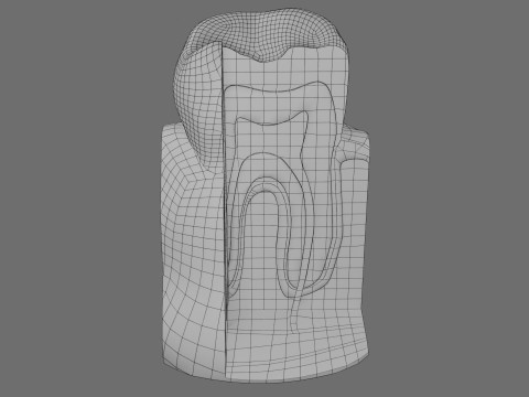 Teeth schematic cut sectional labelled 3D Model