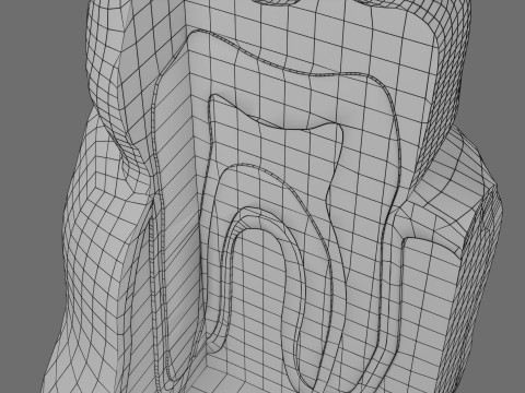 Teeth schematic cut sectional labelled 3D Model