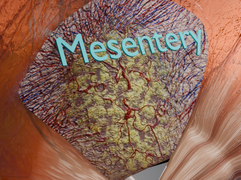 Volvulus intestine obstruction 3D Модель