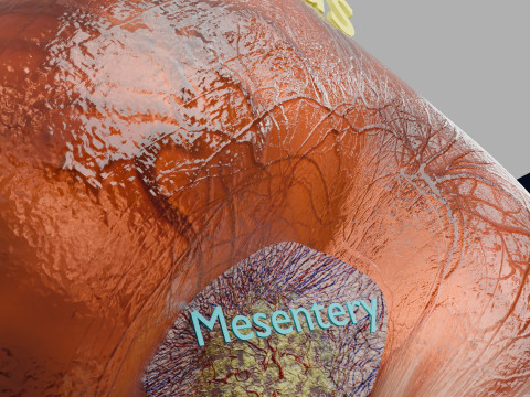 Volvulus intestine obstruction 3D Модель