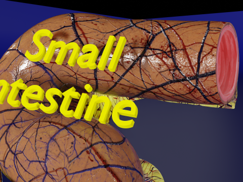 Intussusception intestine ileocolic obstruction 3D Модель