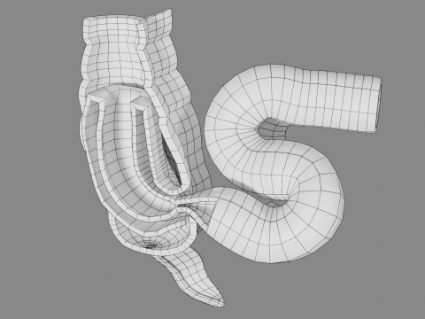 Intussusception intestine ileocolic obstruction 3D Модель