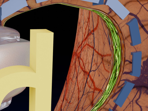 Bariatric Surgery Types 3D Модель
