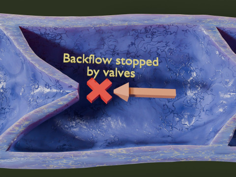 Krampfaderklappe 3D Modell