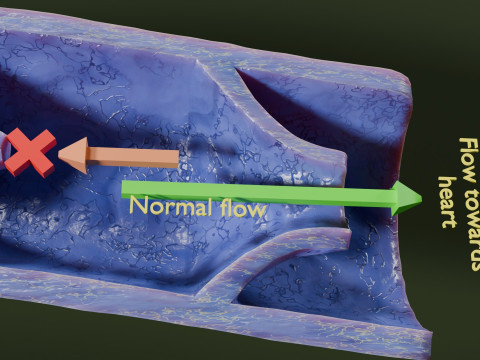 Krampfaderklappe 3D Modell