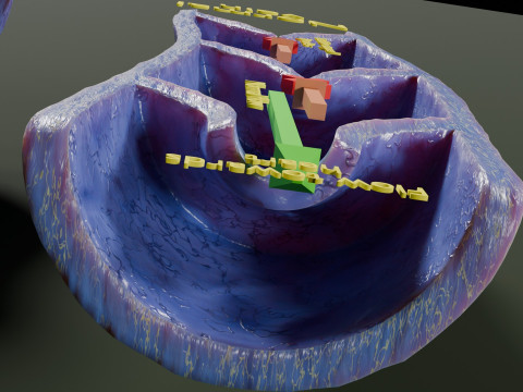 Krampfaderklappe 3D Modell