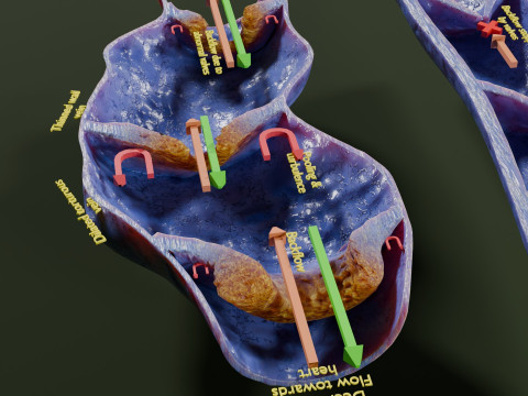 Krampfaderklappe 3D Modell