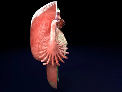 Uterus normal versus fibroid types 3d set 3D Model