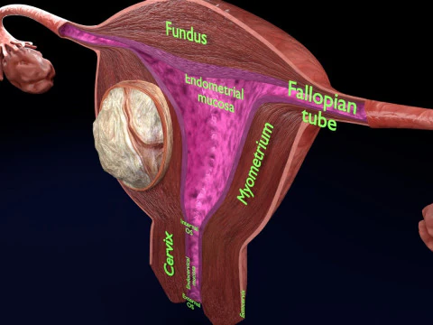 Uterus normal versus fibroid types 3d set 3D Model