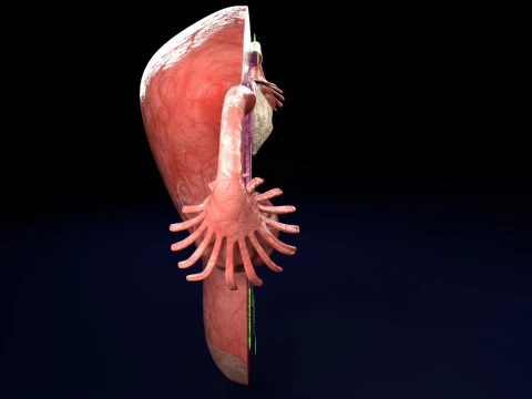 Uterus normal versus fibroid types 3d set 3D Model