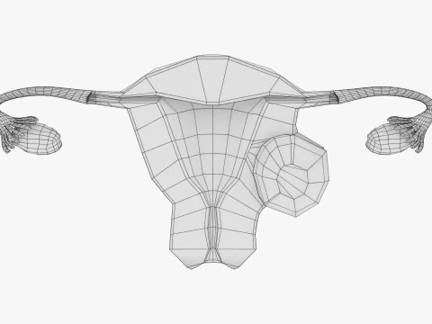 Uterus normal versus fibroid types 3d set 3D Model