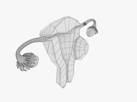 Uterus normal versus fibroid types 3d set 3D Model