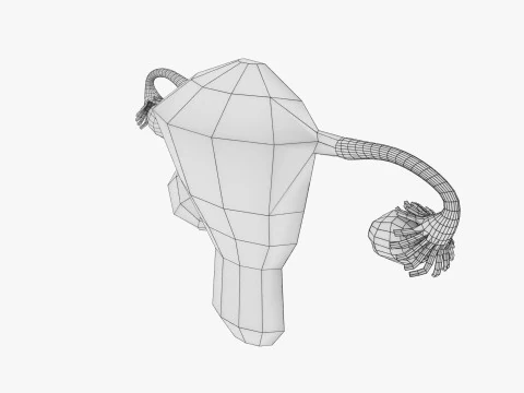 Uterus normal versus fibroid types 3d set 3D Model