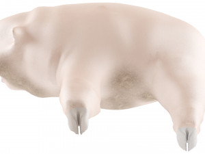 pig Modello 3D