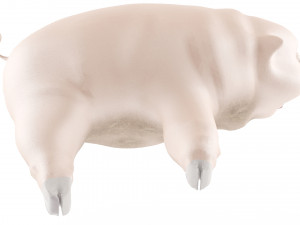 pig Modello 3D