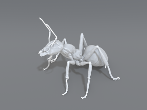 ant 3D प्रिंट मॉडल