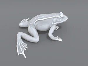 frog 3D Print Model