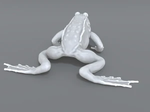 frog 3D Print Model