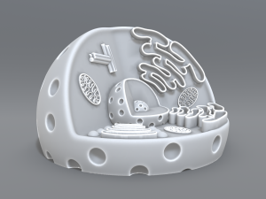 animal cell 3d print model 3D Print Model
