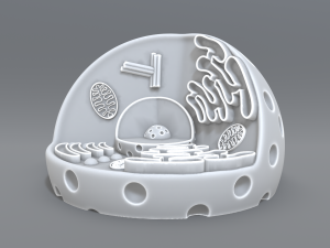 animal cell 3d print model 3D 打印模型
