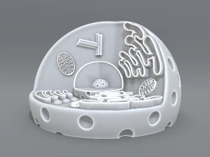 animal cell 3d print model 3D Print Model