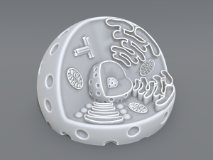 animal cell 3d print model 3D 打印模型