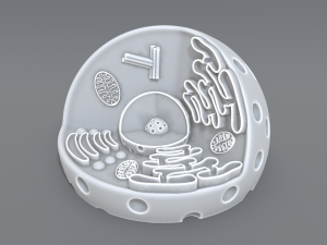 animal cell 3d print model 3D 打印模型