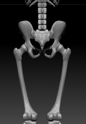 skeleton human Model 3D .c4d .max .obj .3ds .fbx .stl .blend 