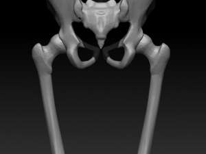 skeleton human 3D 모델