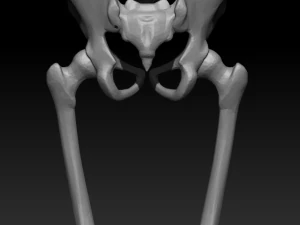 Skelett Mensch 3D Modell