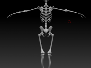 skeleton human Model 3D