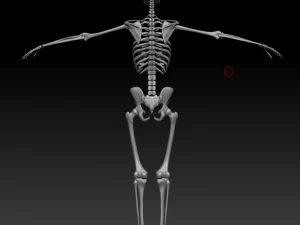 Skelett Mensch 3D Modell