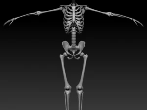 Skelett Mensch 3D Modell