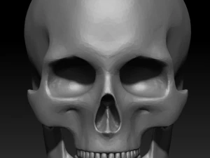 Skelett Mensch 3D Modell