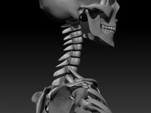 Skelett Mensch 3D Modell