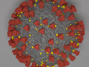 coronavirus covid-19 - virus 3D Model