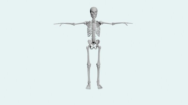 skeleton walk animation 3D Model .c4d .max .obj .3ds .fbx .stl .blend 