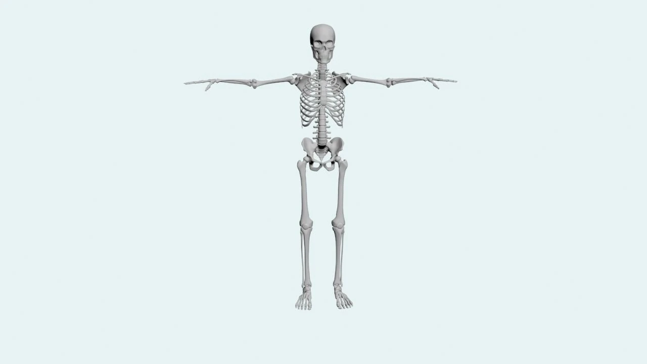 skeleton walk animation 3D Model .c4d .max .obj .3ds .fbx .stl .blend 
