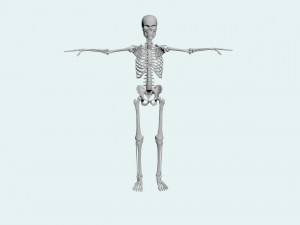 skeleton walk animation 3D Model