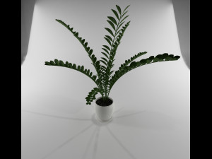 pot plant 3D-Modell