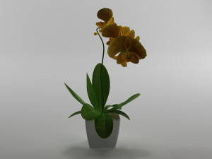 flowers Model 3D
