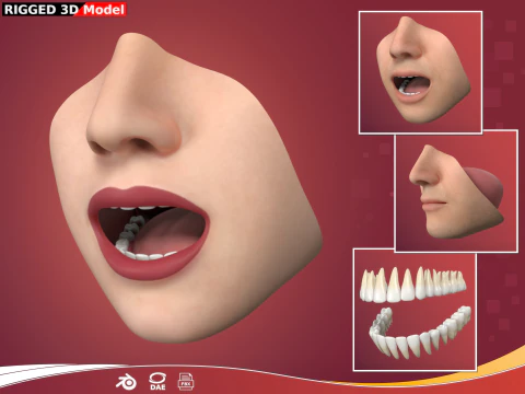Lippen &ndash; Mund &ndash; Z&auml;hne &ndash; menschliche Anatomie &ndash; manipuliert 3D Modell