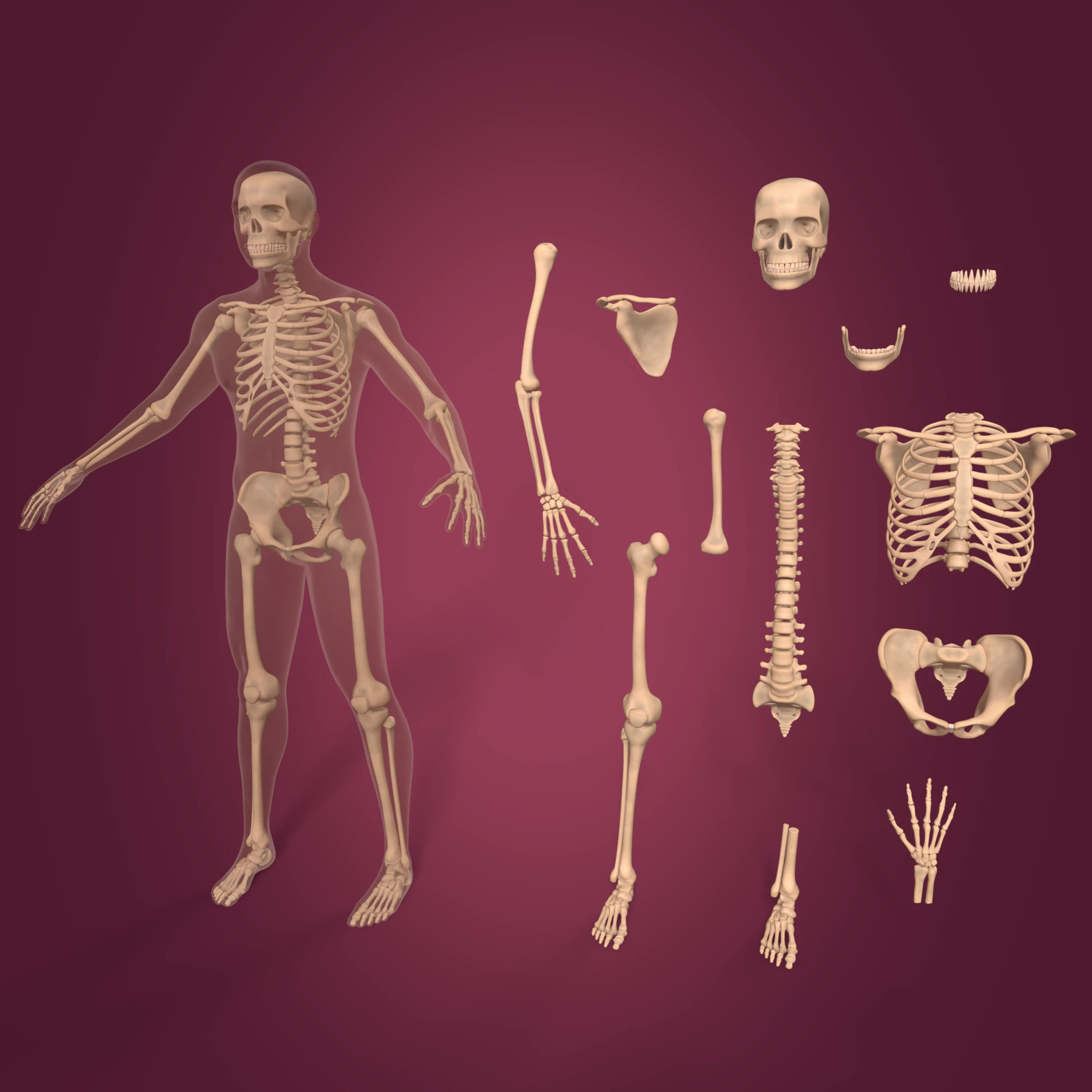 Human Skeleton - Body -- Hand - Foot - Spine - Skull - Teeth - Tailbone 3D Model .c4d .max .obj .3ds .fbx .stl .blend 
