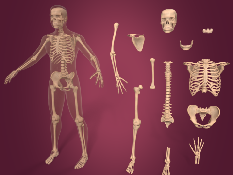 Squelette humain &ndash; Corps &ndash; Main &ndash; Pied &ndash; Colonne vert&eacute;brale &ndash; Cr&acirc;ne &ndash; Dents &ndash; Coccyx. Modèle 3D