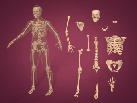 Human Skeleton - Body -- Hand - Foot - Spine - Skull - Teeth - Tailbone 3D Model