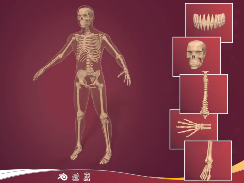 Human Skeleton - Body -- Hand - Foot - Spine - Skull - Teeth - Tailbone 3D Model