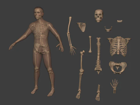 Human Skeleton - Body -- Hand - Foot - Spine - Skull - Teeth - Tailbone 3D Model